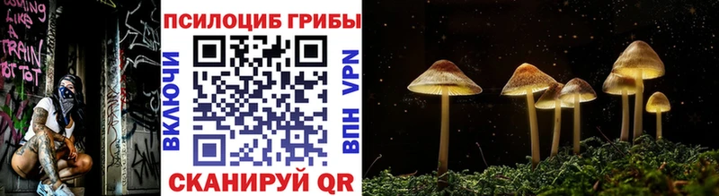 Купить  Карасук  Галлюциногенные грибы Psilocybe 